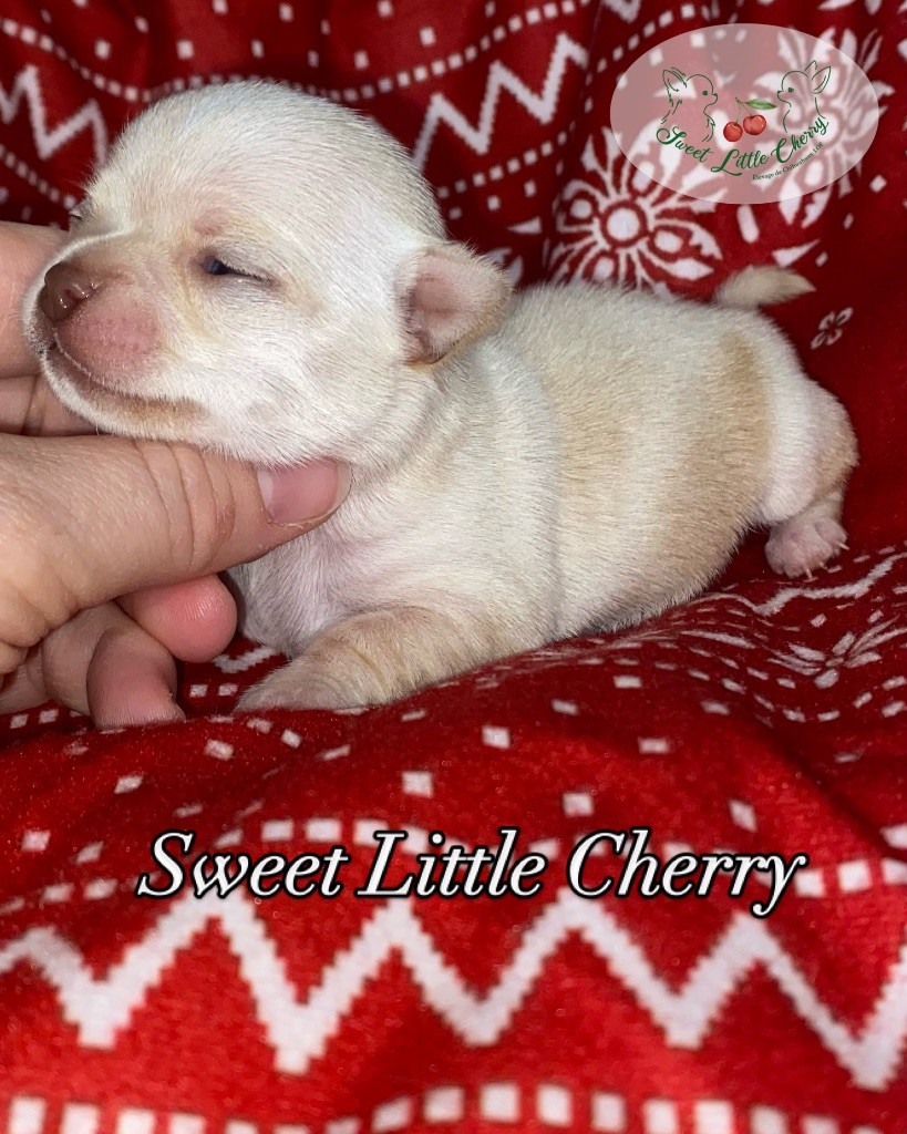 Sweet Little Cherry - Chiot disponible  - Chihuahua