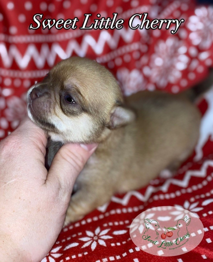 Sweet Little Cherry - Chiot disponible  - Chihuahua