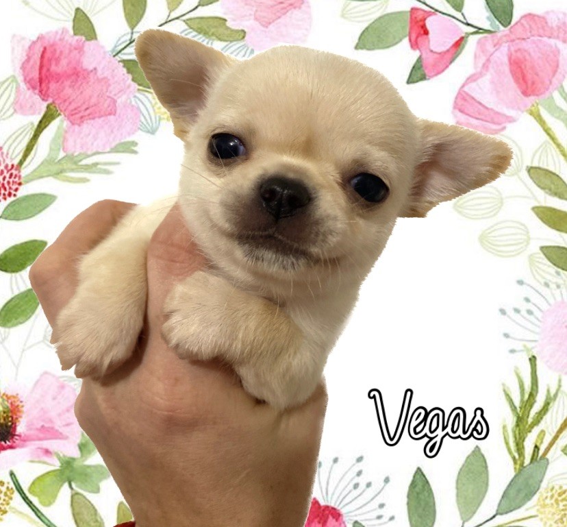 Sweet Little Cherry - Chiot disponible  - Chihuahua