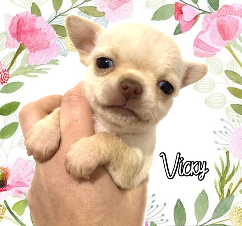 Sweet Little Cherry - Chiot disponible  - Chihuahua