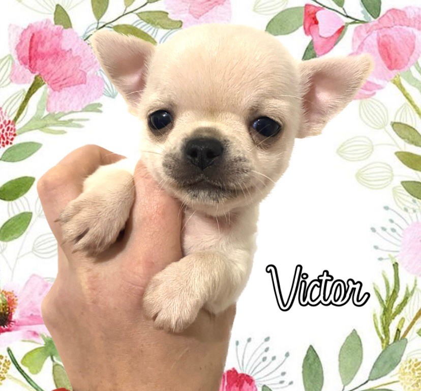 Sweet Little Cherry - Chiot disponible  - Chihuahua