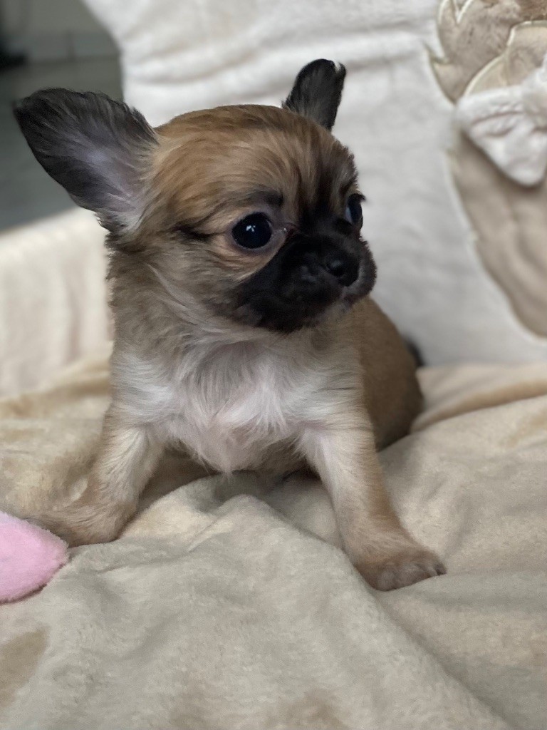 Sweet Little Cherry - Chiot disponible  - Chihuahua