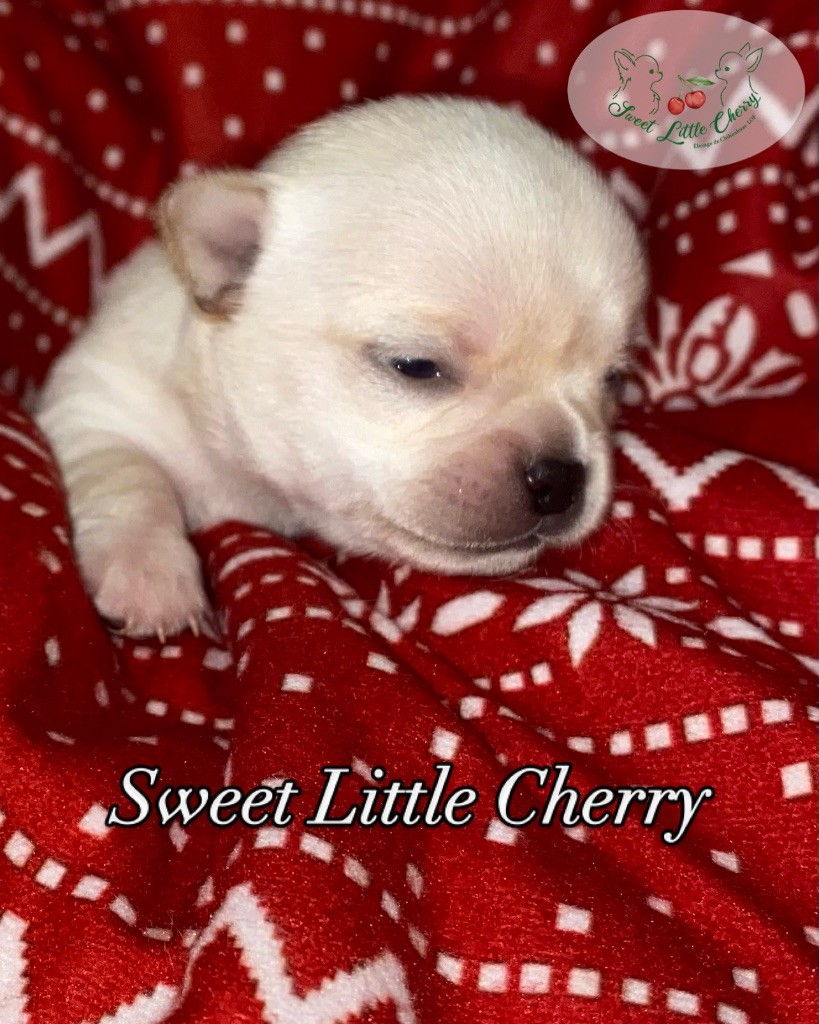 Sweet Little Cherry - Chiot disponible  - Chihuahua