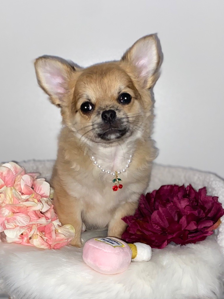 Sweet Little Cherry - Chiot disponible  - Chihuahua