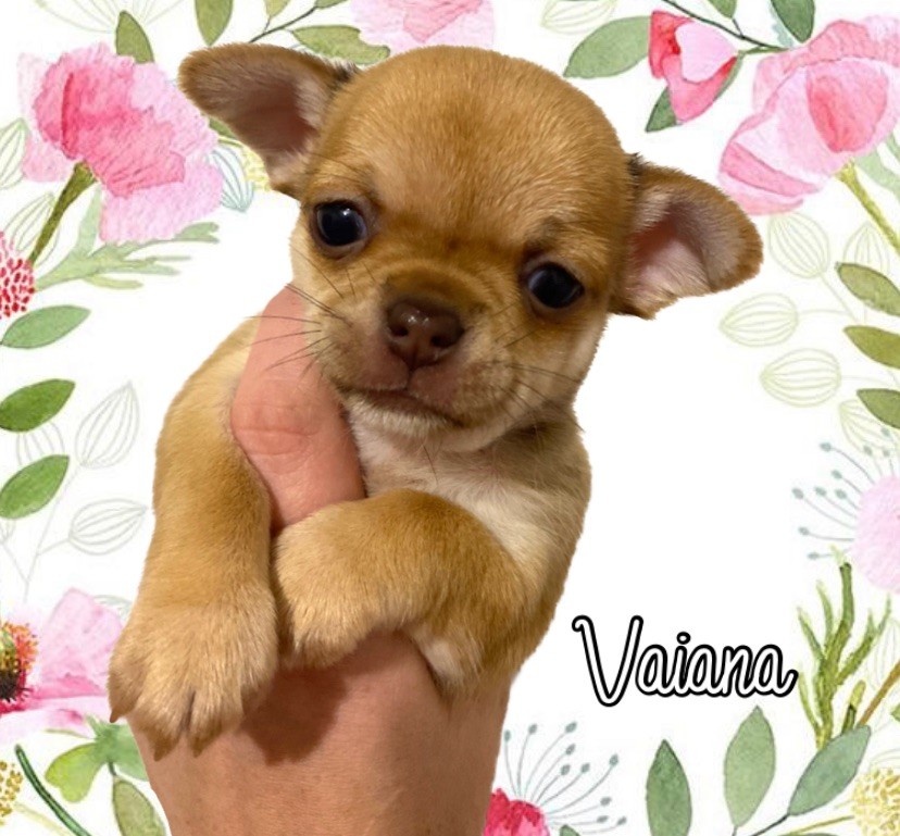 Sweet Little Cherry - Chiot disponible  - Chihuahua