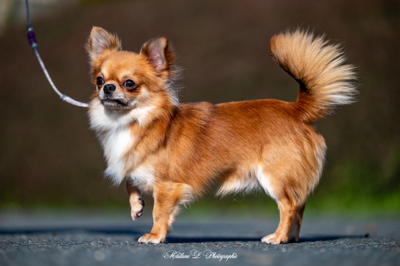 Sweet Little Cherry  Vertige de l amour