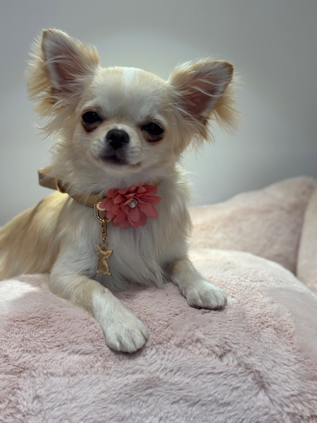 Sweet little cherry Alice Wonderland