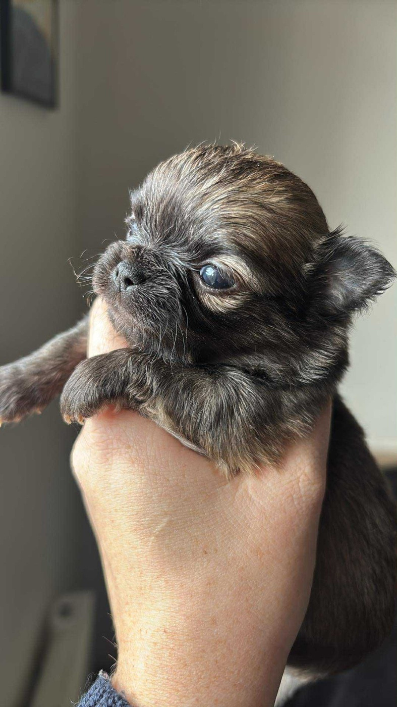 Sweet Little Cherry - Chiots disponibles - Chihuahua