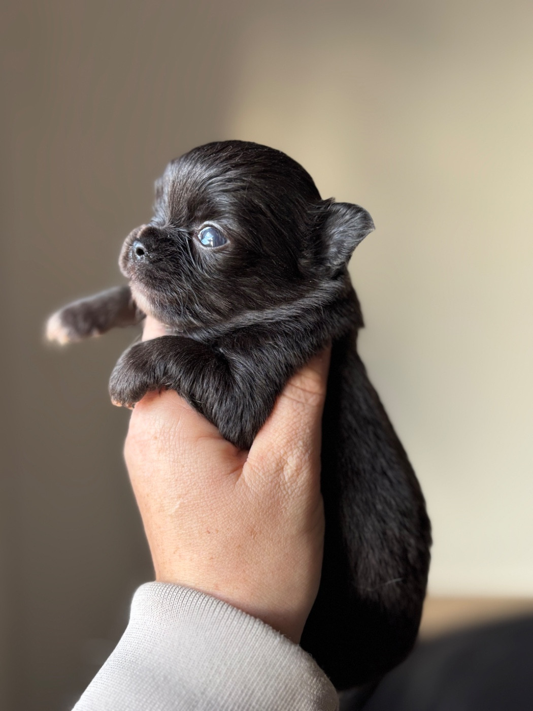 Sweet Little Cherry - Chiots disponibles - Chihuahua