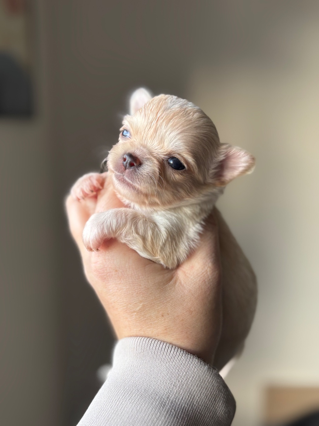 Sweet Little Cherry - Chiots disponibles - Chihuahua