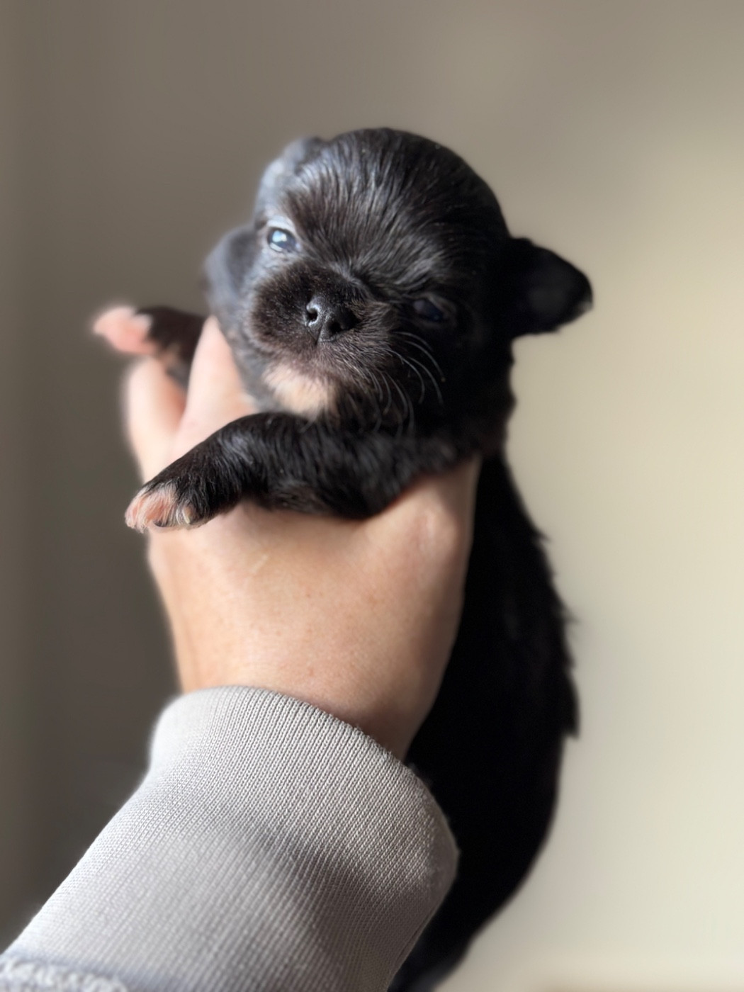 Sweet Little Cherry - Chiots disponibles - Chihuahua