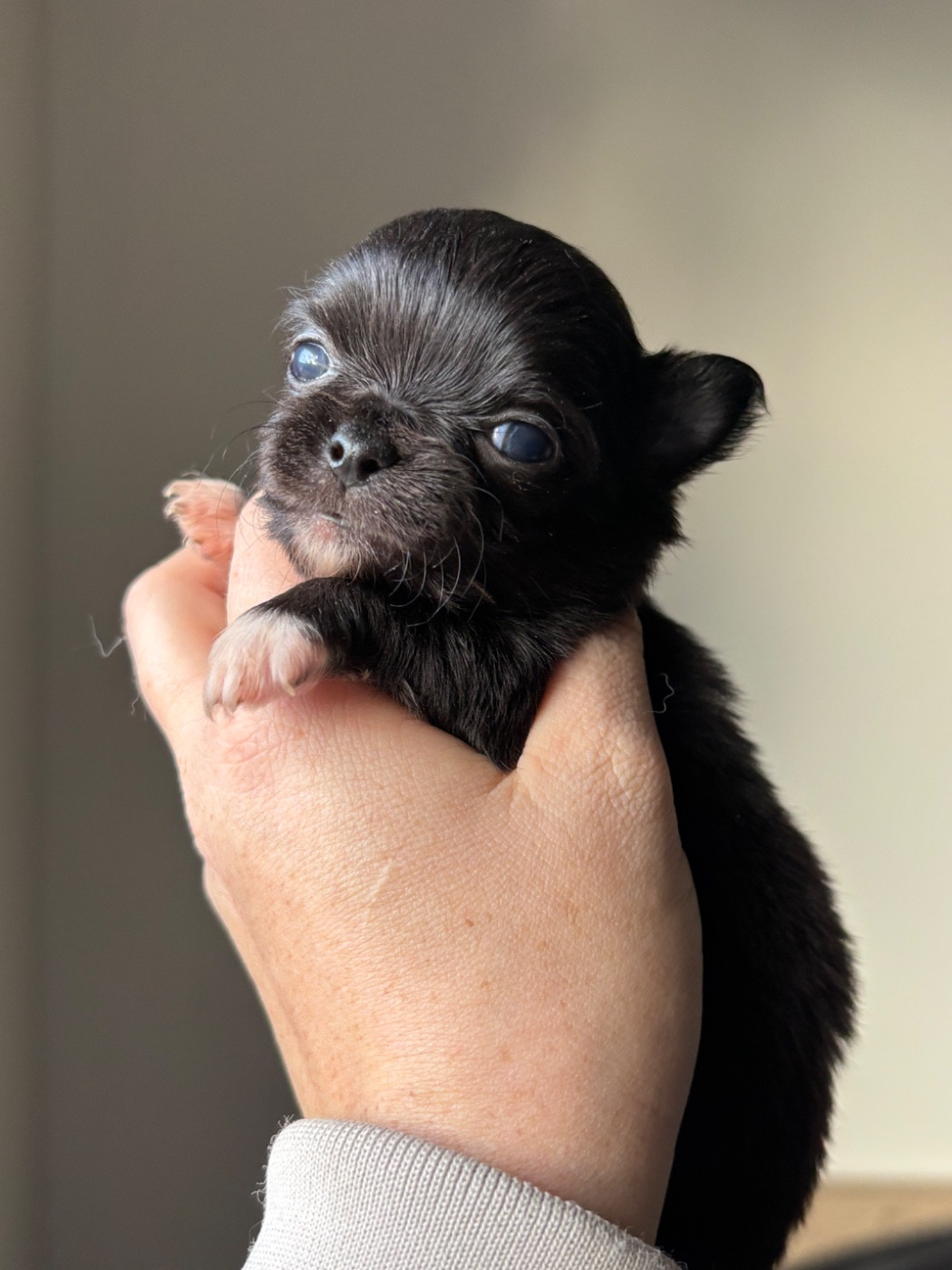 Sweet Little Cherry - Chiots disponibles - Chihuahua