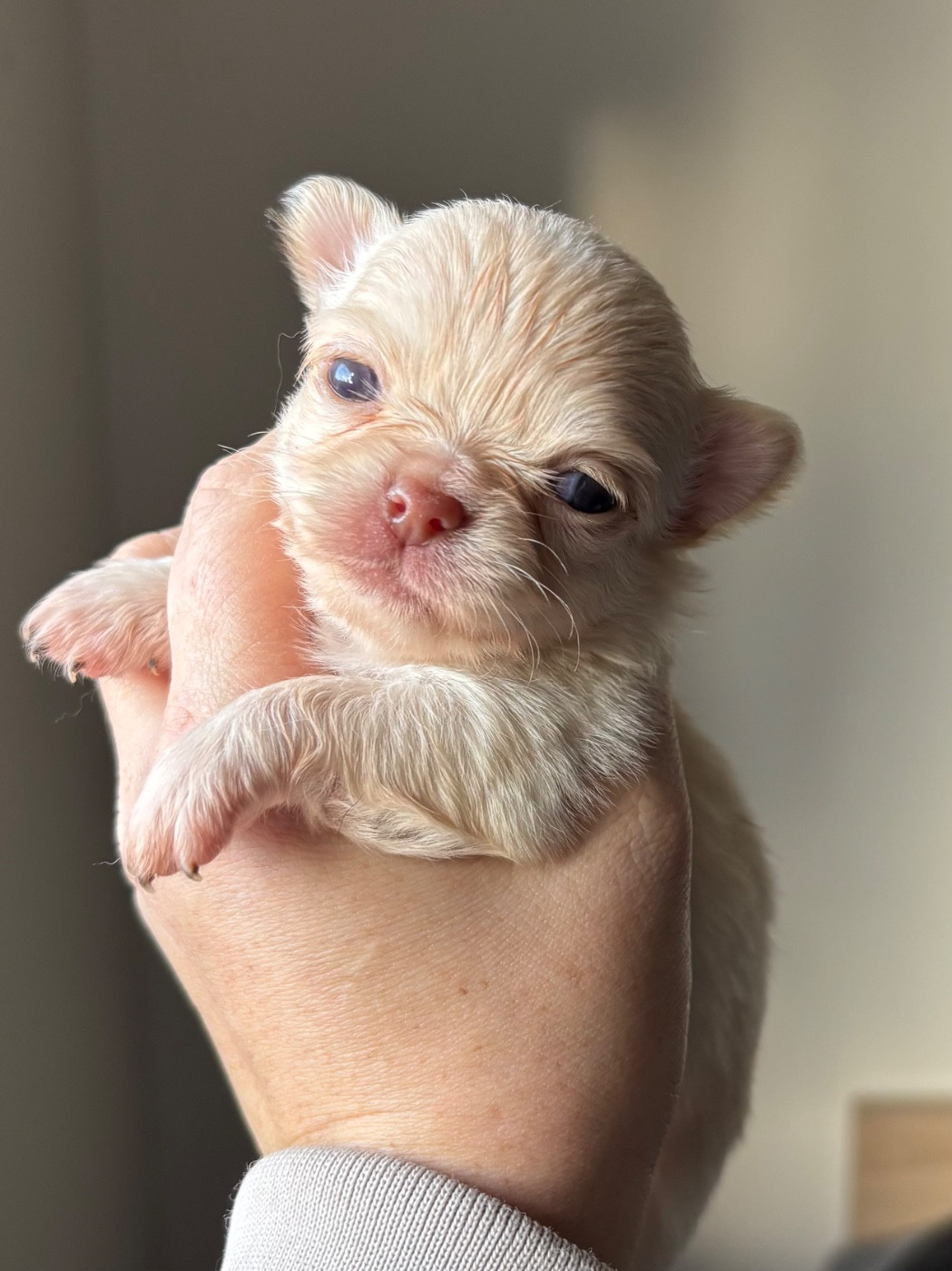 Sweet Little Cherry - Chiots disponibles - Chihuahua