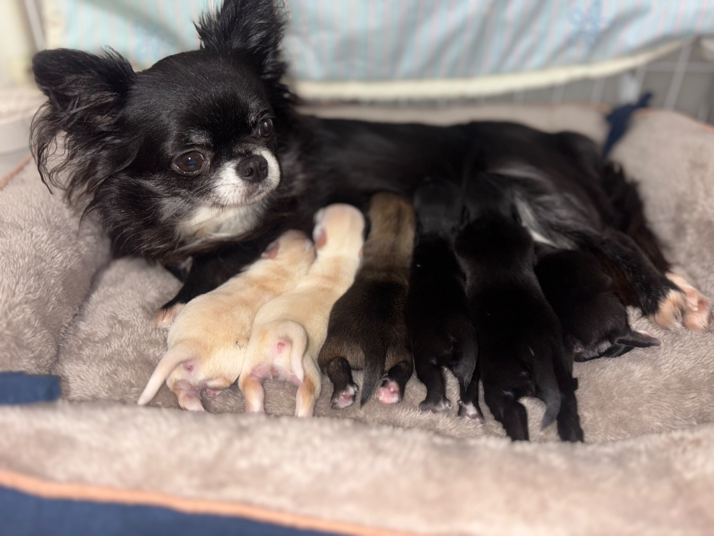 Sweet Little Cherry - Chihuahua - Portée née le 09/11/2025