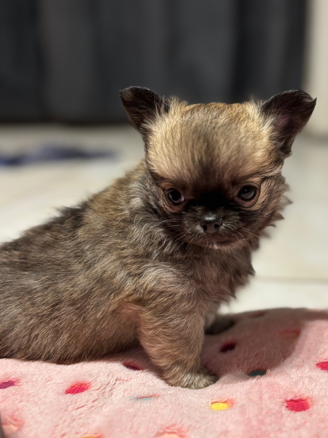 Sweet Little Cherry - Chiots disponibles - Chihuahua