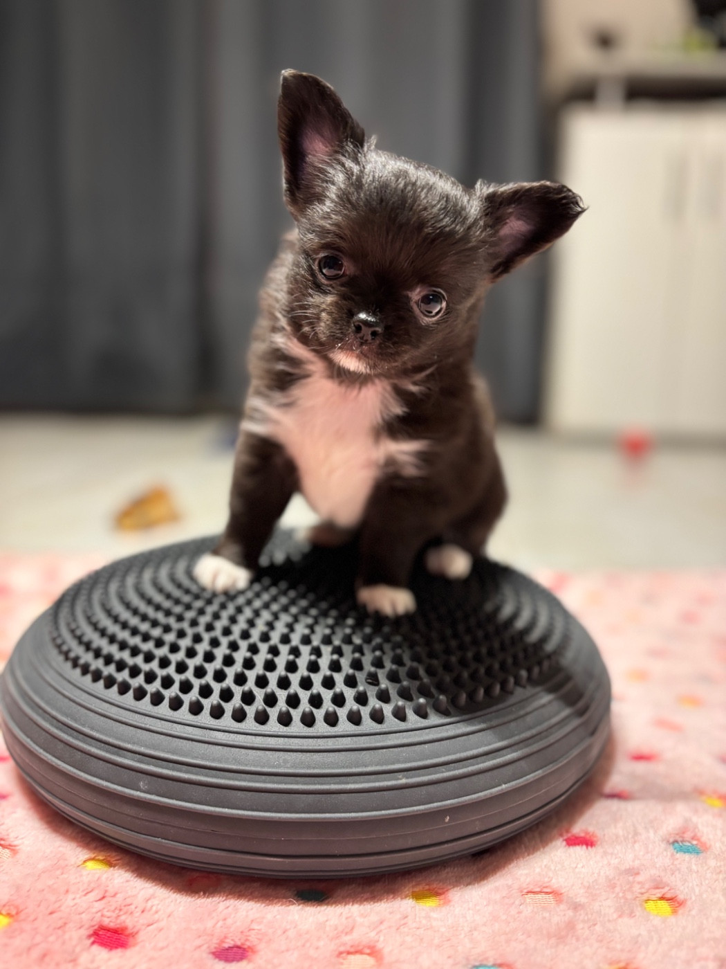 Sweet Little Cherry - Chiots disponibles - Chihuahua