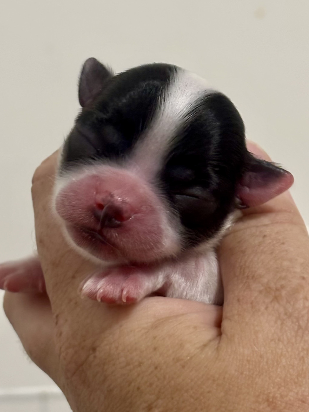 Sweet Little Cherry - Chiots disponibles - Chihuahua