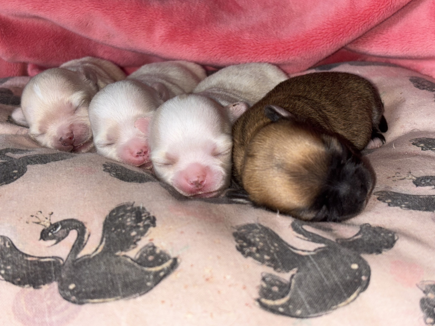 Chiot Chihuahua Sweet Little Cherry