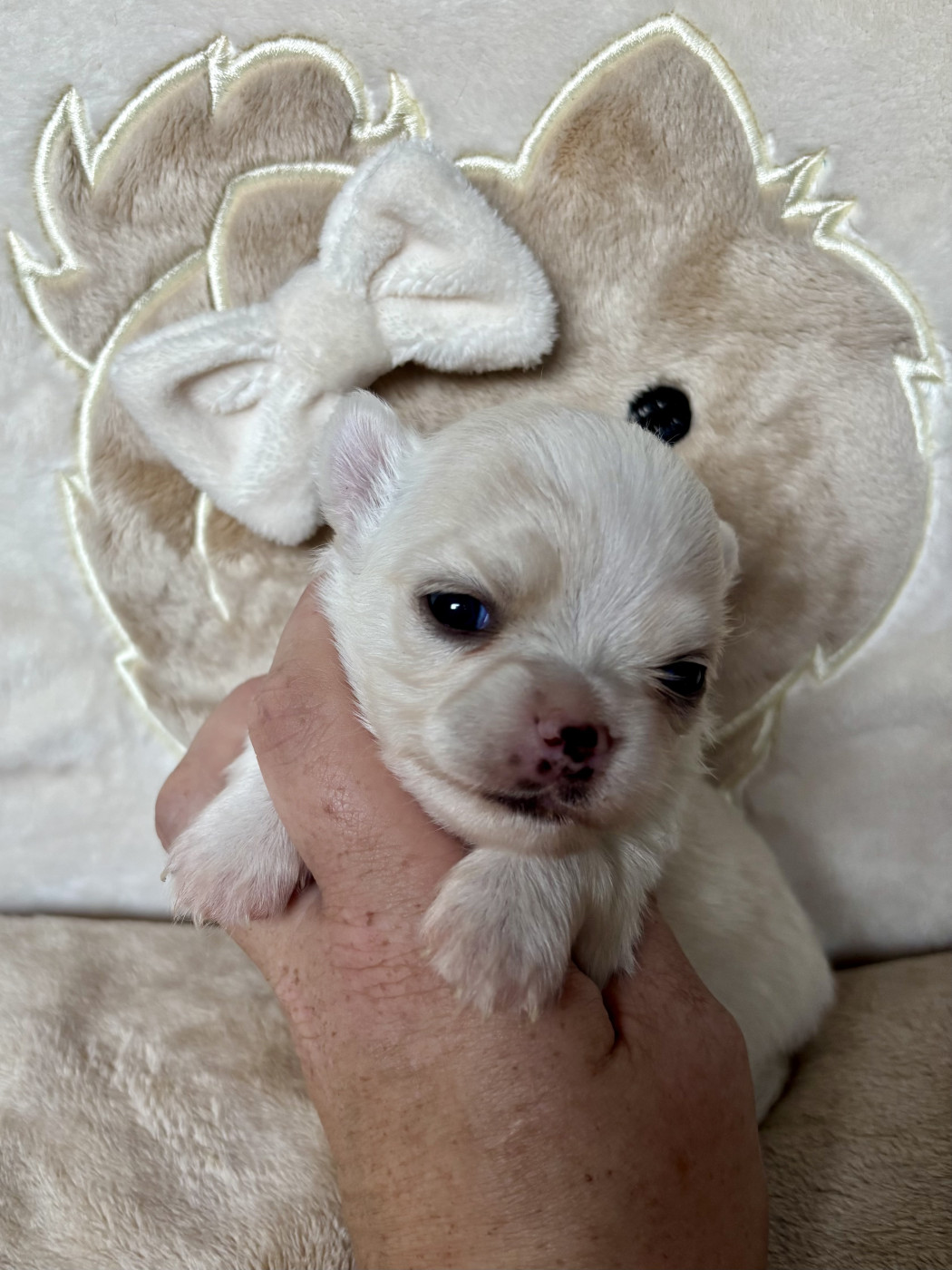Sweet Little Cherry - Chiots disponibles - Chihuahua
