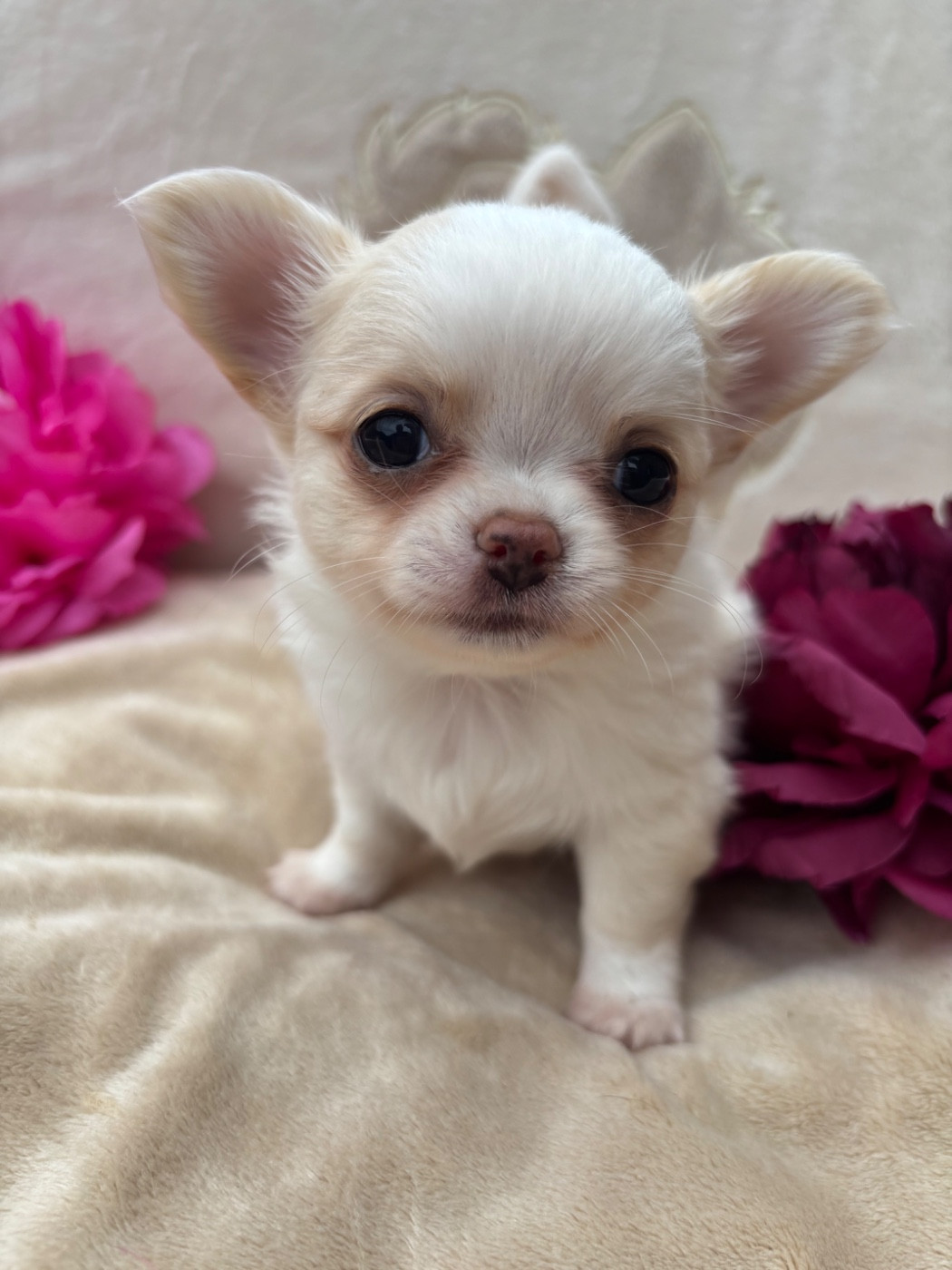 Sweet Little Cherry - Chiots disponibles - Chihuahua