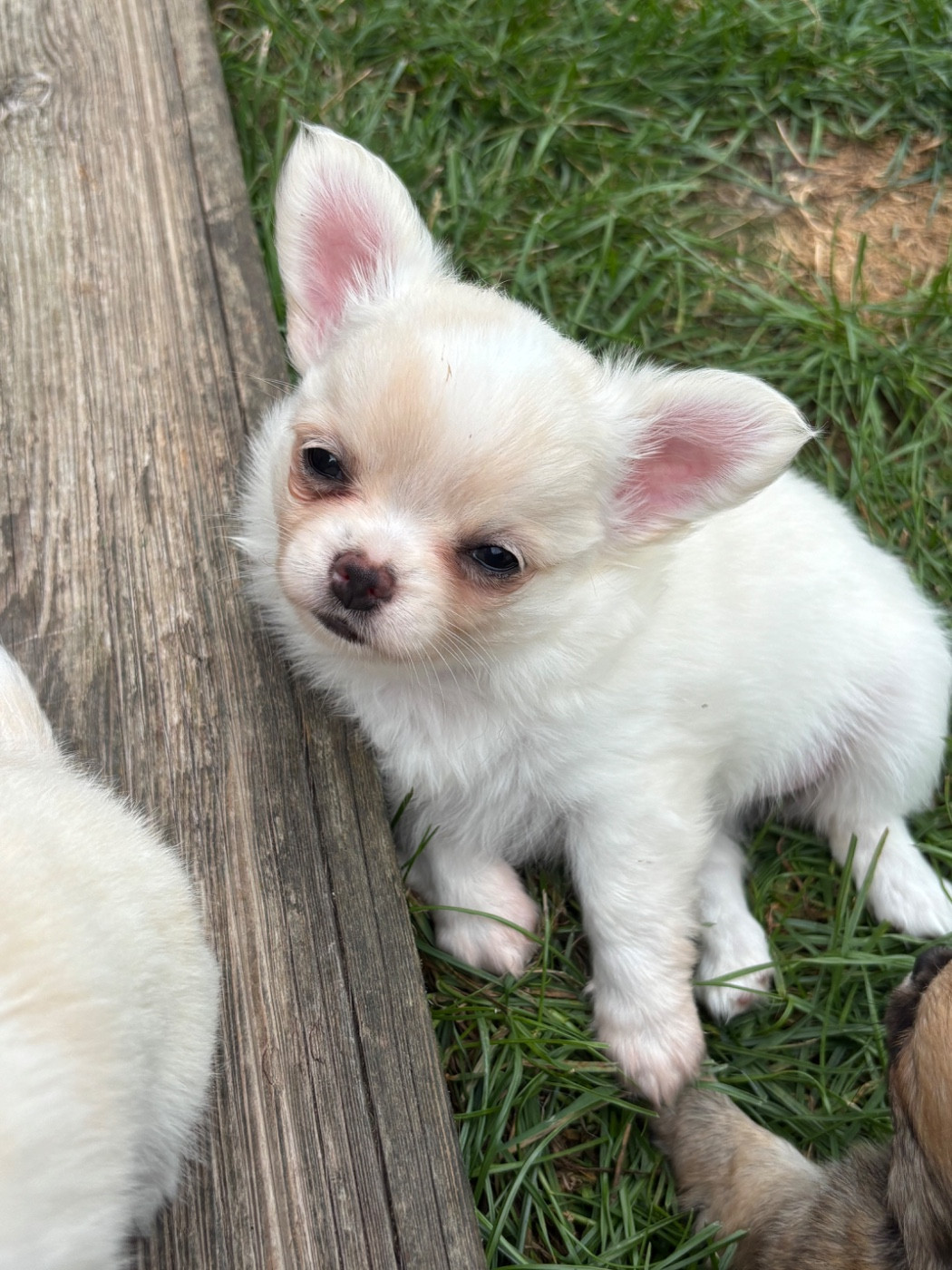 Sweet Little Cherry - Chiots disponibles - Chihuahua