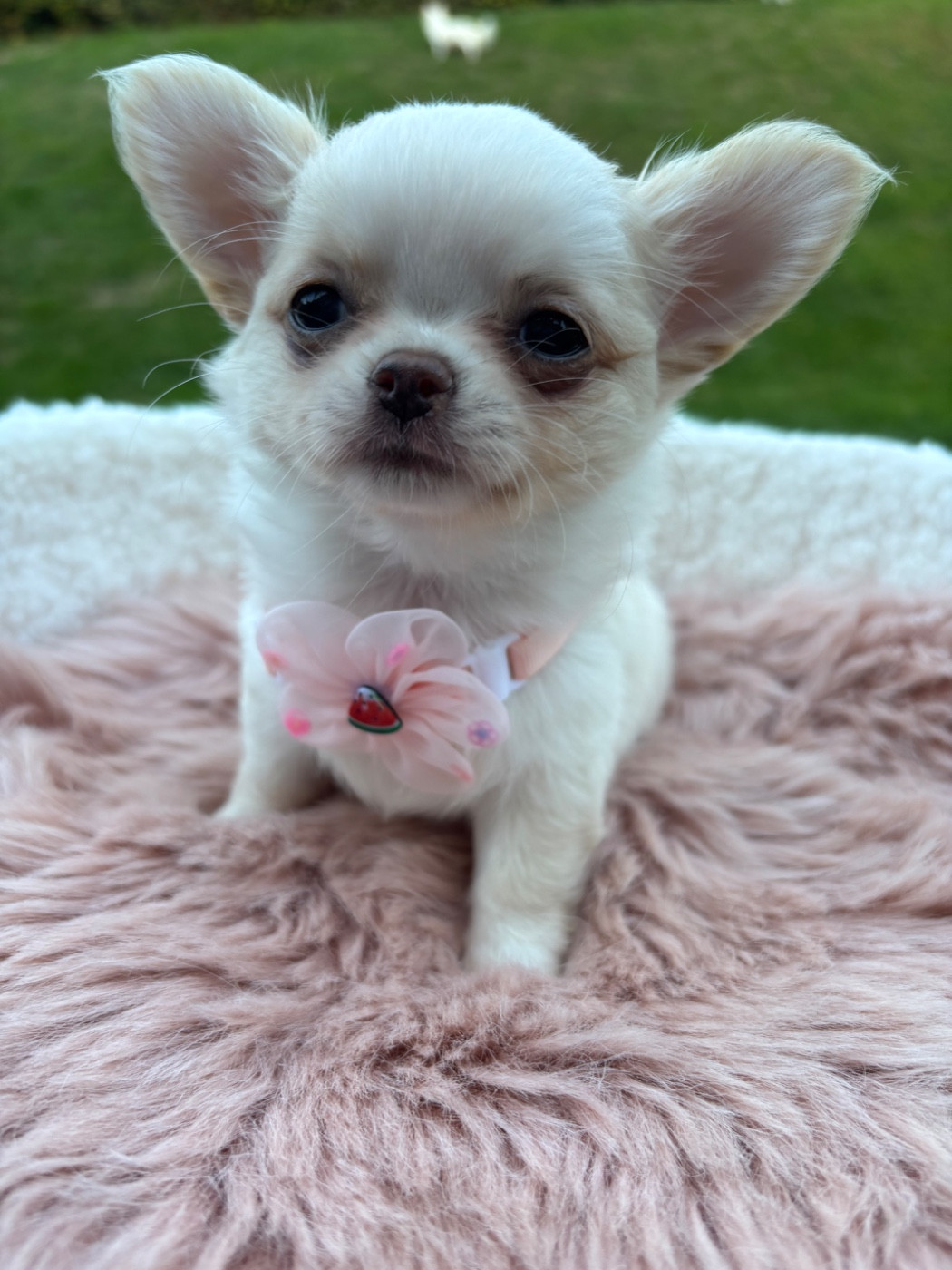 Sweet Little Cherry - Chiots disponibles - Chihuahua