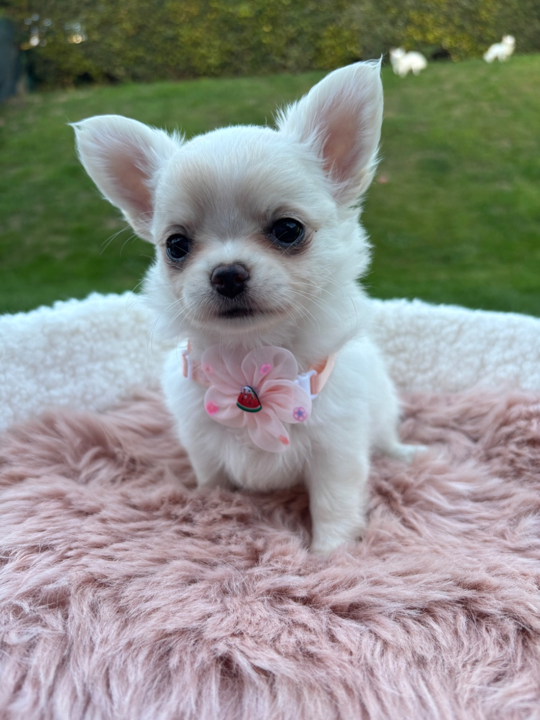 Sweet Little Cherry - Chiots disponibles - Chihuahua
