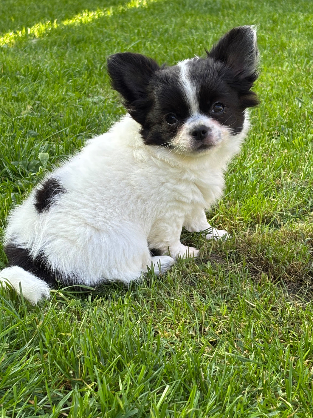 Sweet Little Cherry - Chiots disponibles - Chihuahua