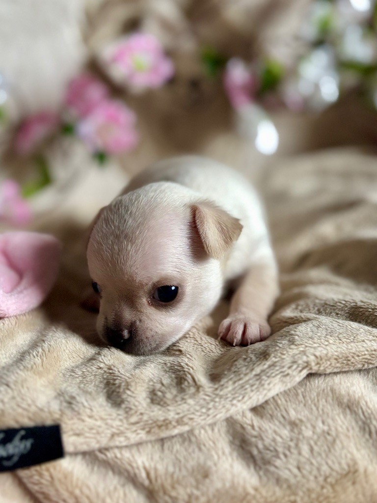 Sweet Little Cherry - Chiots disponibles - Chihuahua