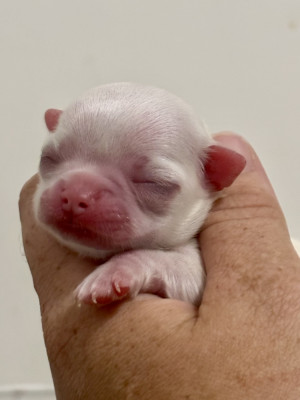 Chiot N°2