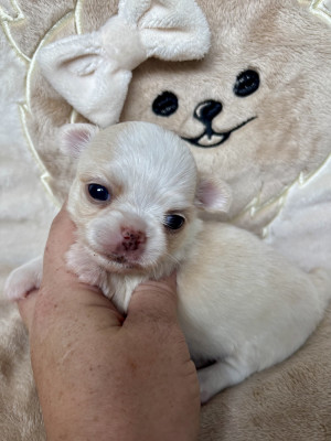 Chiot N°2