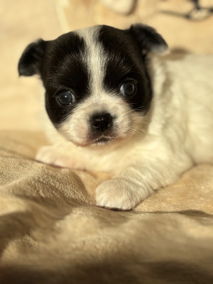 Chiot N°1