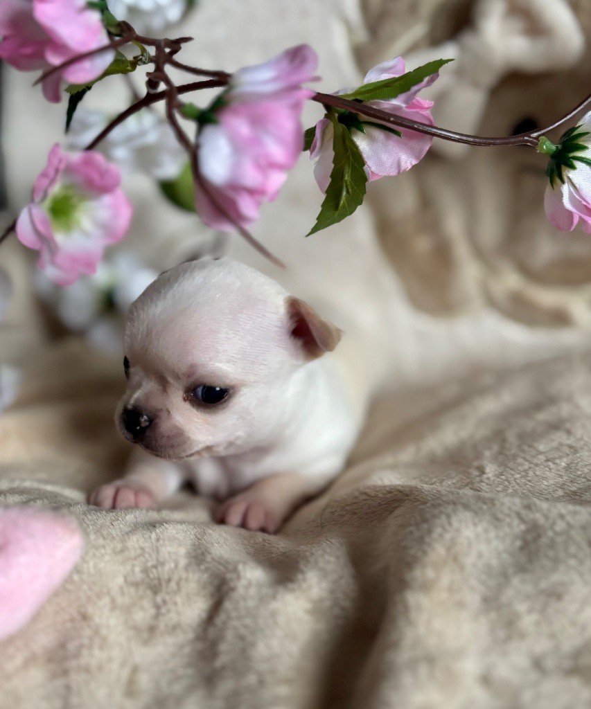 Sweet Little Cherry - Chiots disponibles - Chihuahua