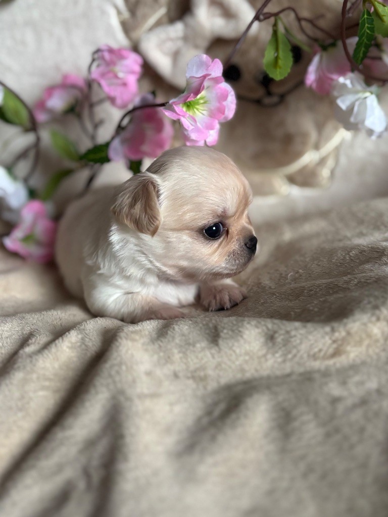 Sweet Little Cherry - Chiots disponibles - Chihuahua