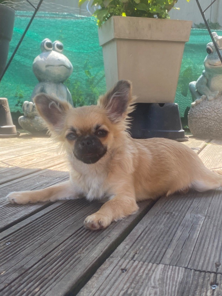 Sweet Little Cherry - Chiots disponibles - Chihuahua