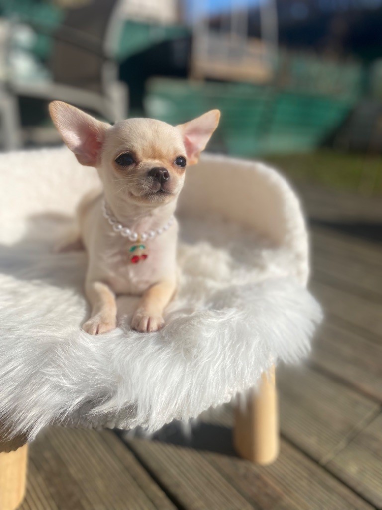 Sweet Little Cherry - Chiots disponibles - Chihuahua